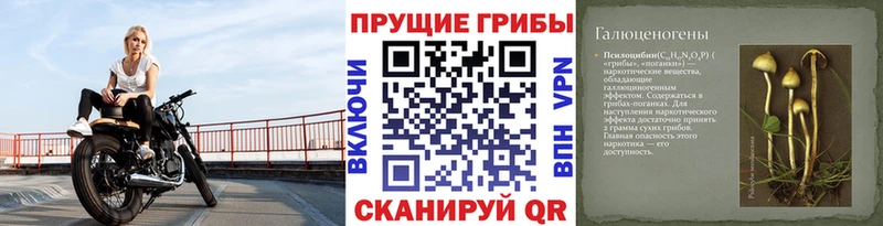 нарко площадка клад  Чегем  Галлюциногенные грибы прущие грибы 
